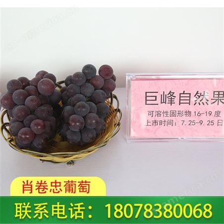 肖卷忠巨峰葡萄可发货至广西桂林阳朔