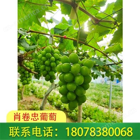 广西阳光玫瑰葡萄销售_肖卷忠葡萄品种多可挑选