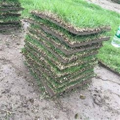 马尼拉 水库护坡带泥土草皮 优质草卷 买草坪优选