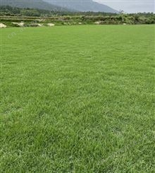 草皮草坪 自有基地供应带泥土草卷 绿茵缘 绿化草皮